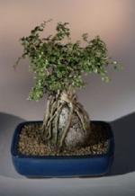 Catlin Elm Bonsai.jpg
